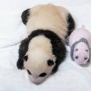 판다9