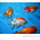 수조 Daum카페