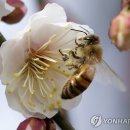 유방 이미지