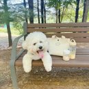 강아지 산책가방, 매일 쓰는 애견가방 내돈내산