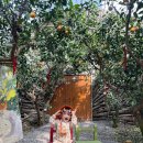 쉴만한 농원 | 쇠소깍 근처 가볼만한 곳 투어패스로 무료 감귤 음료까지! 산물관광농원