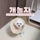 개놀자 이미지