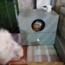 나래애견미용 이미지