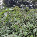 남훈행정사 | 시흥 작명소에 방문하여 이름 지은 후기입니다.