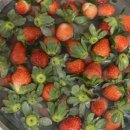 다한농장 이미지