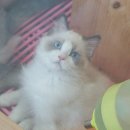 고양이분양은 노블캣 랙돌놀숲분양캐터리 대전점 이미지