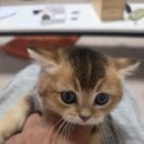 고양이분양 반하나캣 | 파주고양이분양 전문샵 반하나캣에서 먼치킨 밤톨이 분양받았어요^^