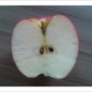 과일파티 Daum카페
