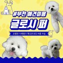 빼로네 애견미용샵 | [부천 애견미용] 스트레스 없는 애견미용샵 '글로시 퍼' 방문후기