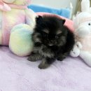 강아지분양 마이댕냥 일산점 네이버블로그