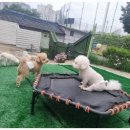 호텔 독스 이미지