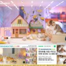 골드 캐터리 | 부산 캐터리 방문자가 알려주는 일산 고양이 입양기
