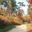 소나무 전경 이미지