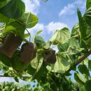 하늘농장8 이미지