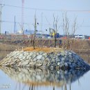 [번식] 저어새 Black-faced Spoonbill - 남동유수지에서 번식 확인 이미지