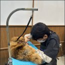 그룸빌 애견미용전문학원 네이버블로그
