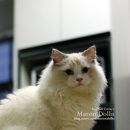 마론도리스(Marondollis) 이미지
