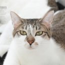 동물사랑애견샵 이미지