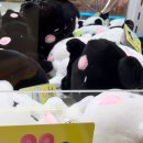 핑미핑미 인형뽑기 이미지