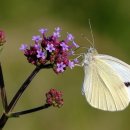 이디야 홍성중앙점 이미지