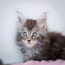 다다쿤(DADACOON) 이미지