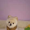 개와당신 이미지