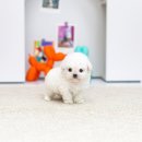 안양유지사료 이미지