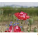 클래식기타 A 이미지