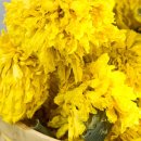 메리골드 이미지