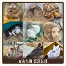 이인농장 | [숲속에 동물농장] 평창 대관령 비오는 날 갈만한 곳 실내 동물원