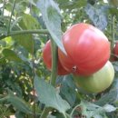 형제농장-2 이미지