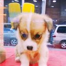 도꾸애견 이미지