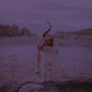 고양이입양소 이미지