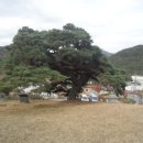 서창 소나무 이미지