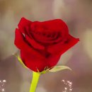 수요일 Daum카페