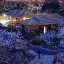 청매실농원 이미지