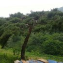 금수산 농원 이미지