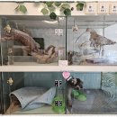 퍼피살롱 이미지