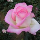 널부르는소리야 이미지