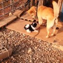 바둑이농장 이미지