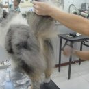 그루밍쇼 이미지