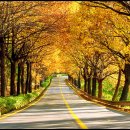 청남대 진입로 이미지