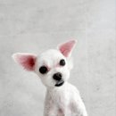 새침하개멍 이미지