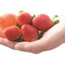 여주-0758 | 행복과 건강을 수확합니다_숲마루어린이농원 [2022년_2월호]