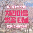 구량천(중리마을) 공중화장실 | 울산벚꽃명소 차리마을 벚꽃터널 벚꽃비가 내리는 마을 주차 화장실 주말