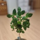 보라세탁소 이미지