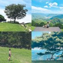 슬기목장 | 강원도 평창 가볼만한곳 육십마지기 흑염소 목장 산너미팜