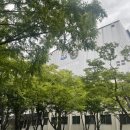 종합운동장 가로수길 이미지