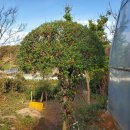 나무뜨락 이미지