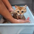 보담동물의료센터 이미지